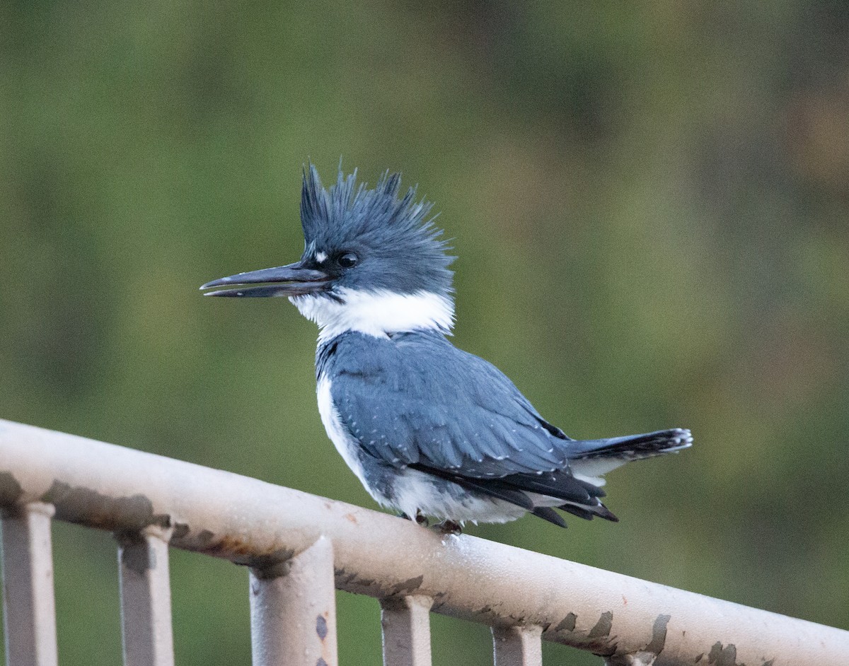 Martín Gigante Norteamericano - ML644979624