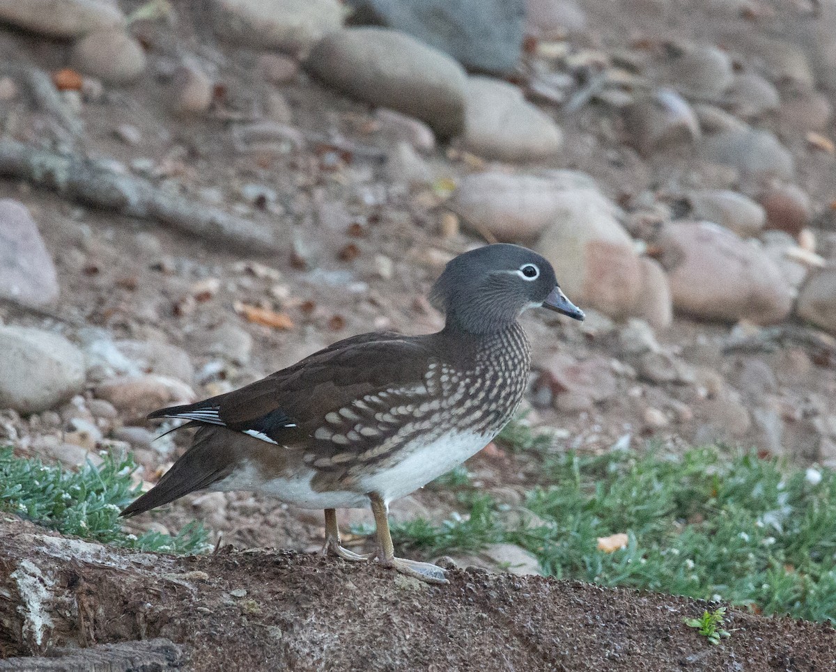 Pato Mandarín - ML644979631