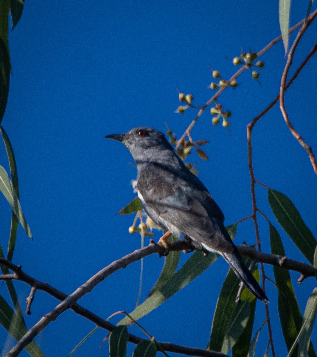 Воробьиная кукушка - ML644979633
