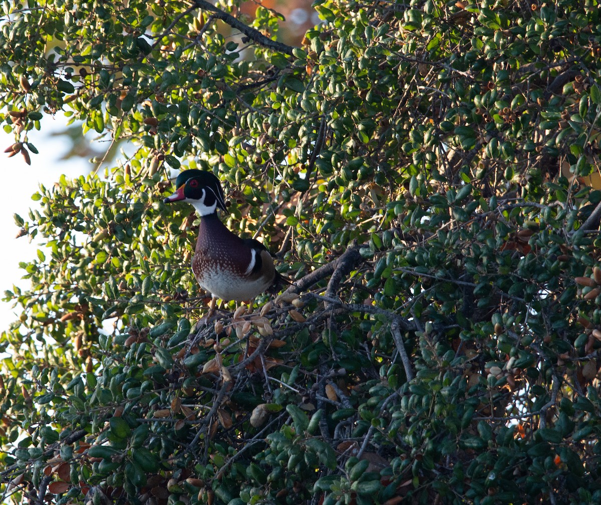 Pato Joyuyo - ML644979634