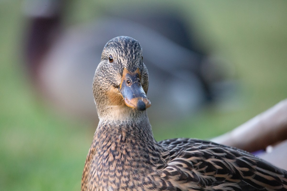 Ánade Azulón - ML644979638