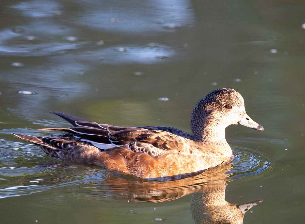 Silbón Americano - ML644979643