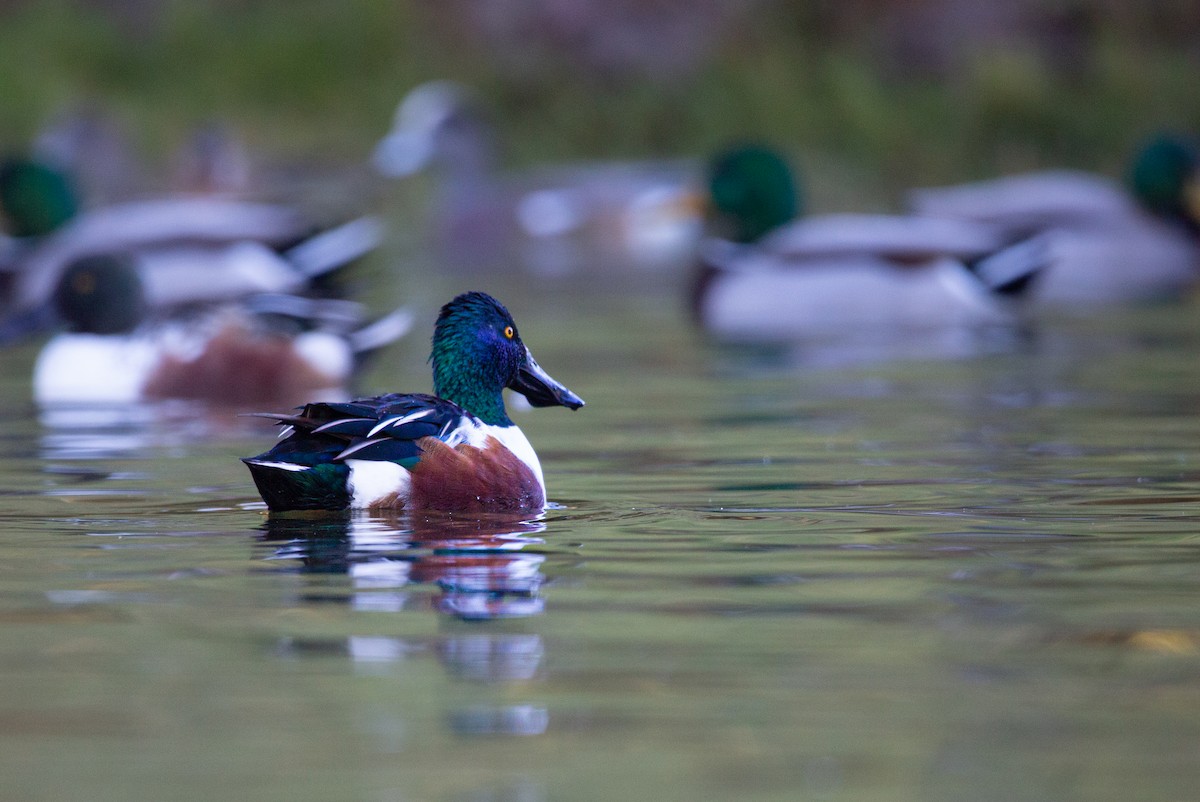 Cuchara Común - ML644979646