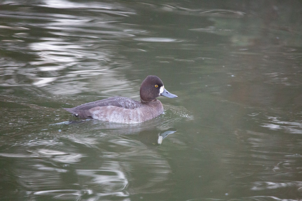 Porrón Bola - ML644979654