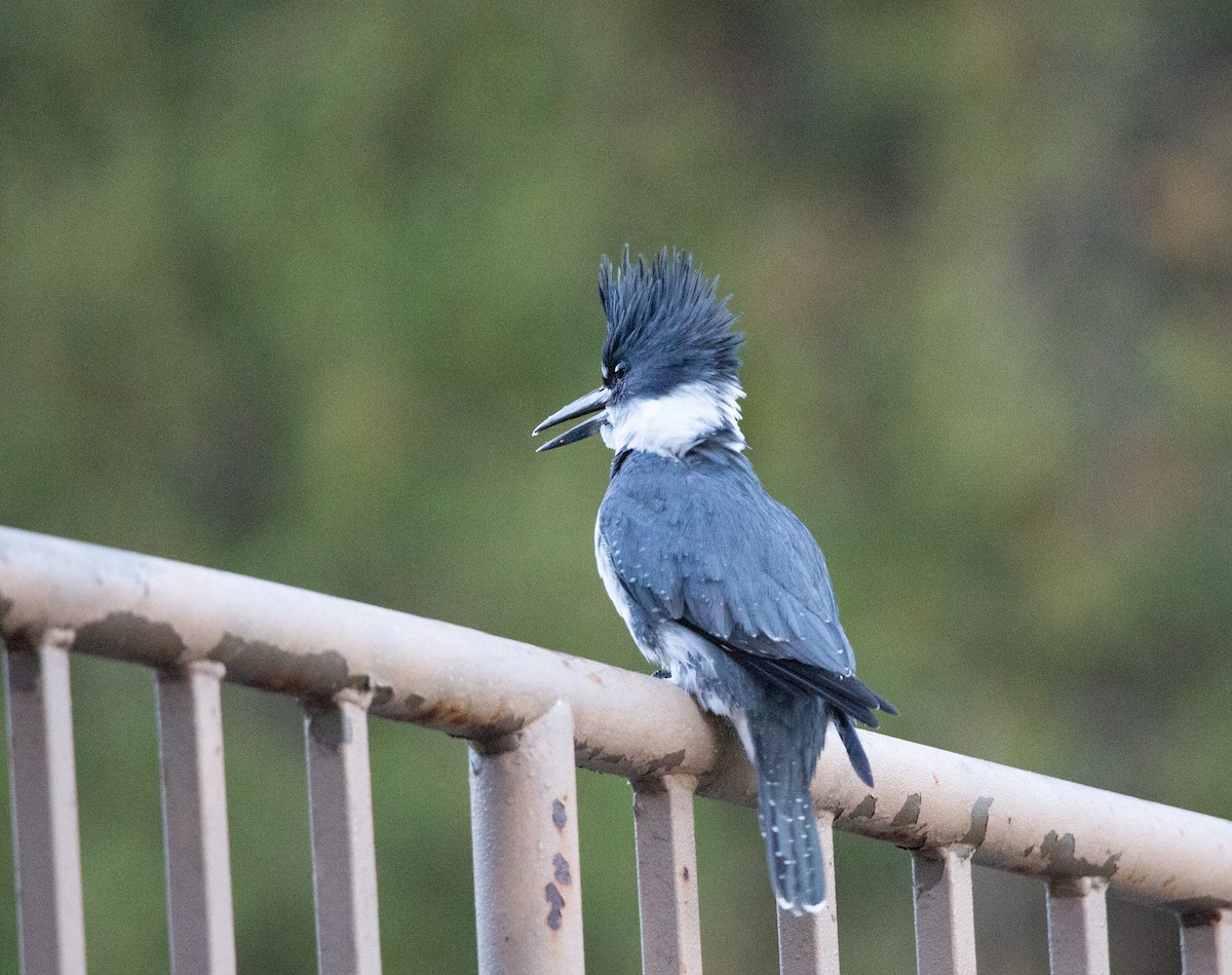 Martín Gigante Norteamericano - ML644979659