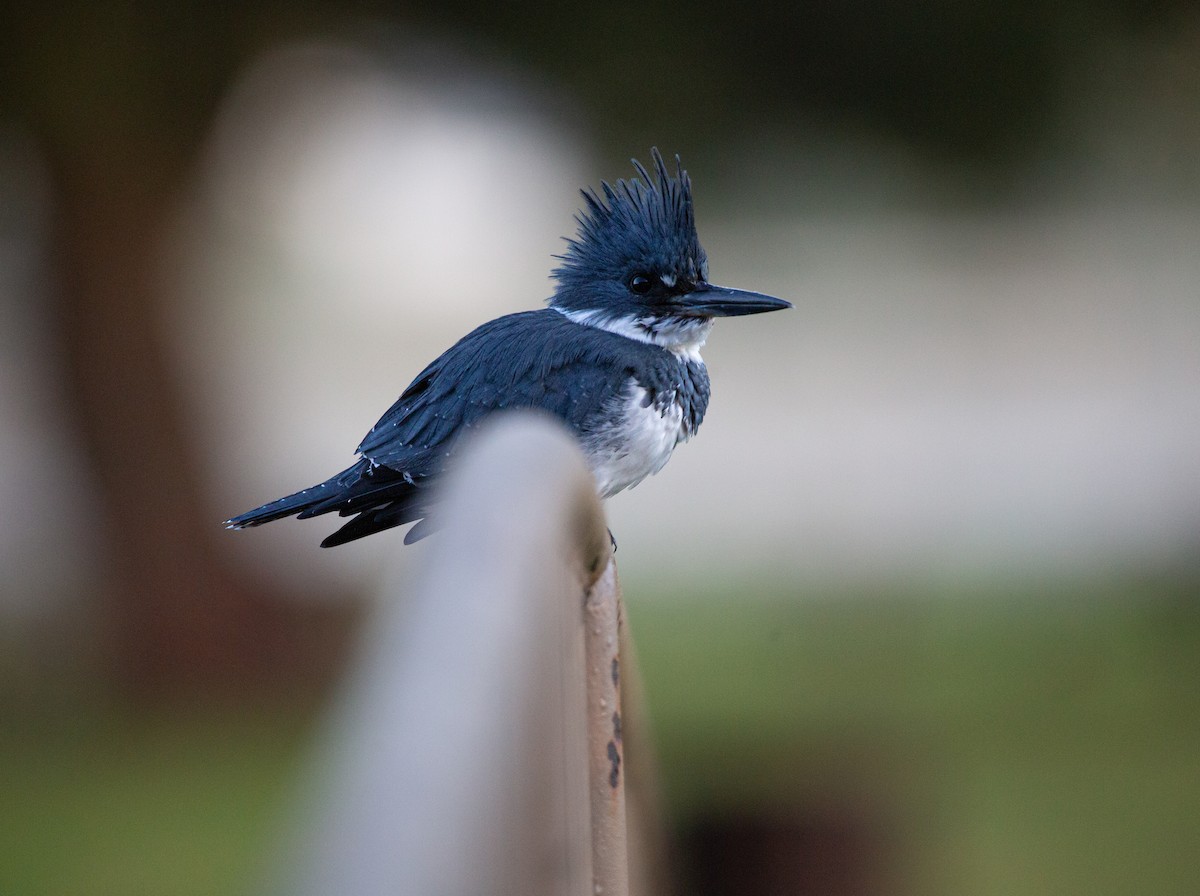 Martín Gigante Norteamericano - ML644979661