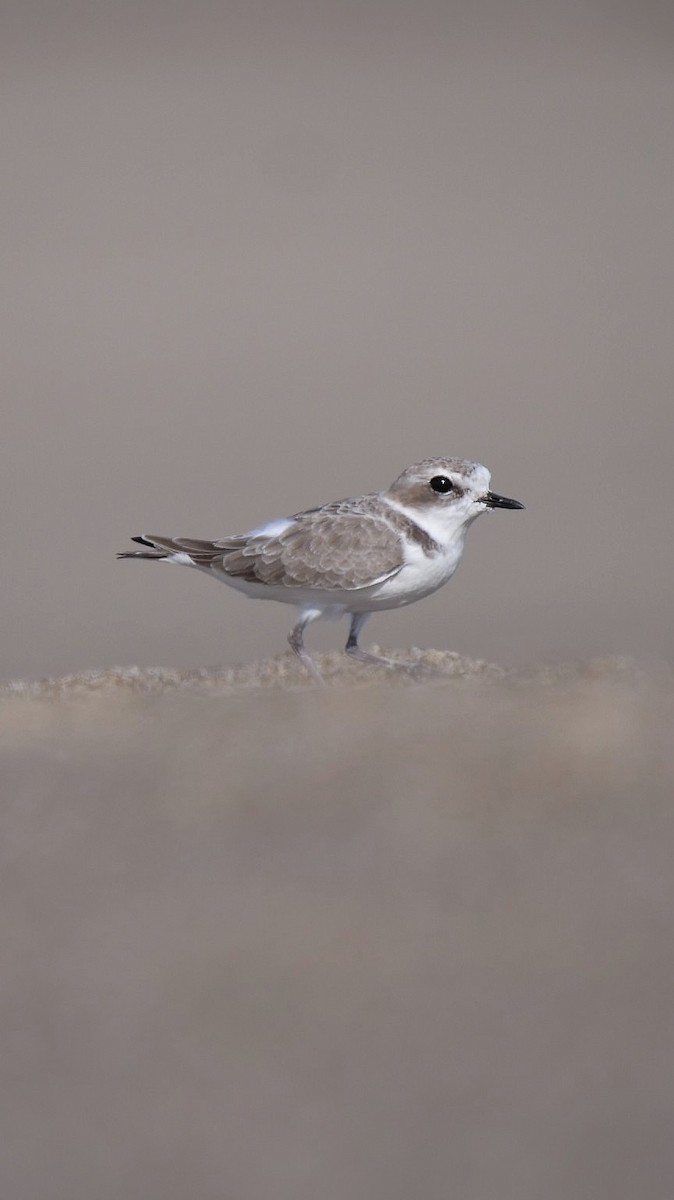 Snowy Plover - ML644979662
