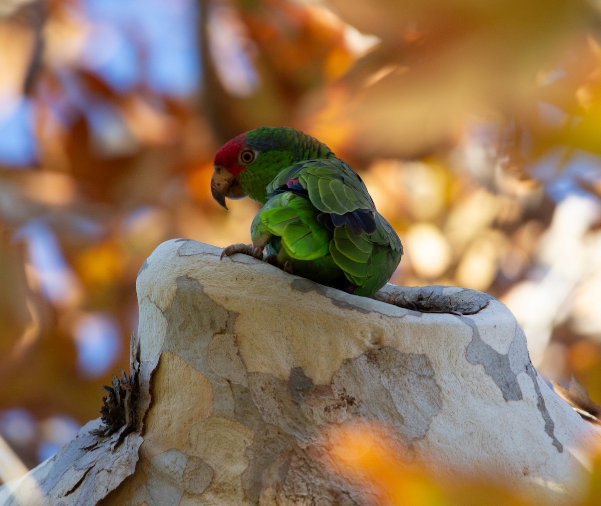 Amazona Tamaulipeca - ML644979665