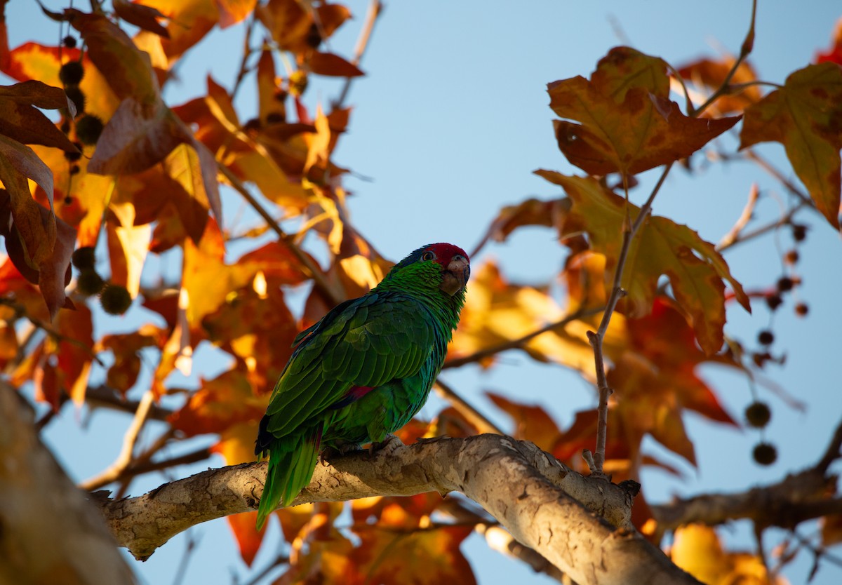Amazona Tamaulipeca - ML644979667