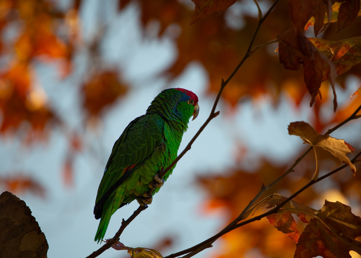 Amazona Tamaulipeca - ML644979670