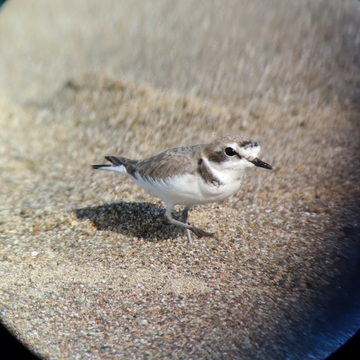 Snowy Plover - ML644979672