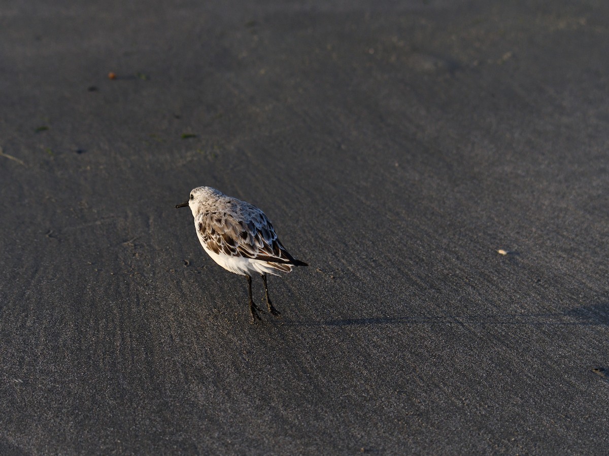 Txirri zuria - ML644979673