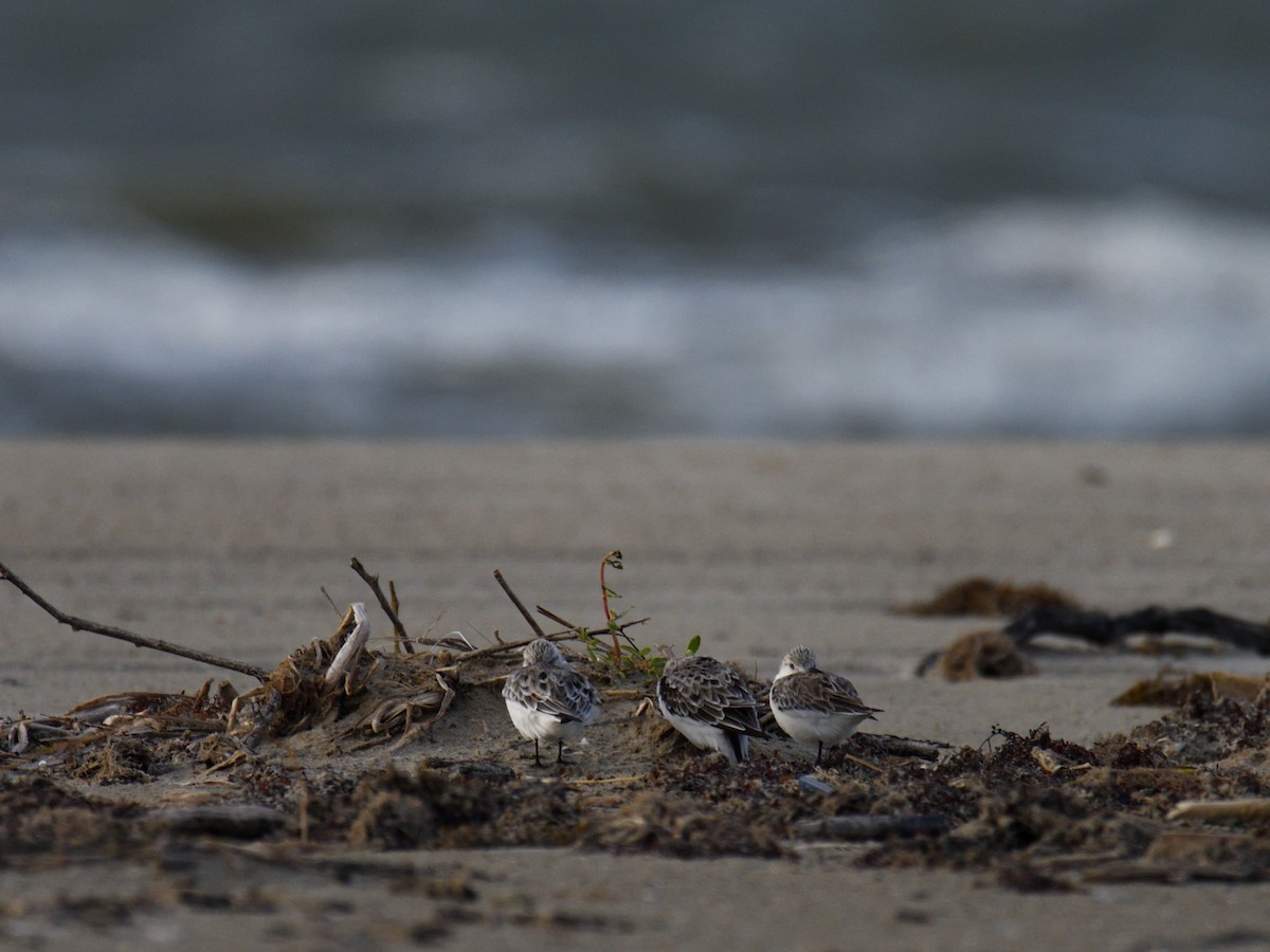 Txirri zuria - ML644979677