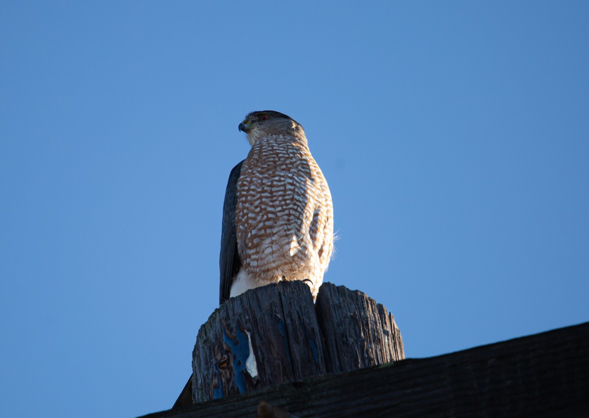 Gavilán de Cooper - ML644979679