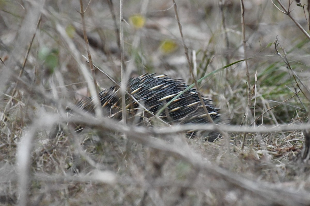 Short-beaked Echidna - ML644979693