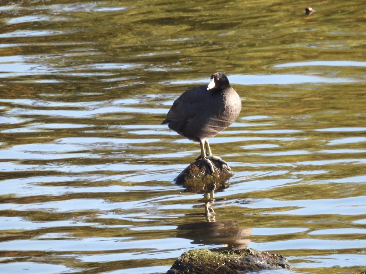 Focha Americana (Frentirroja) - ML644979694