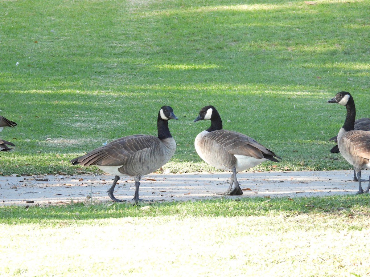 Barnacla Canadiense Grande - ML644979696