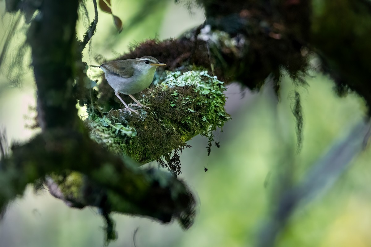 Timor Stubtail - ML644979712