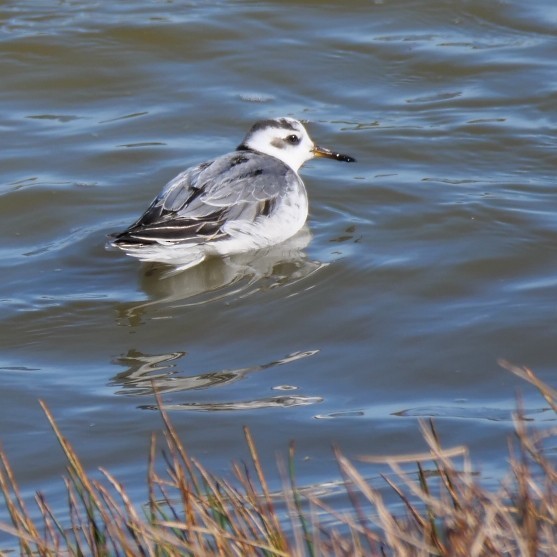 Red Phalarope - ML644979713