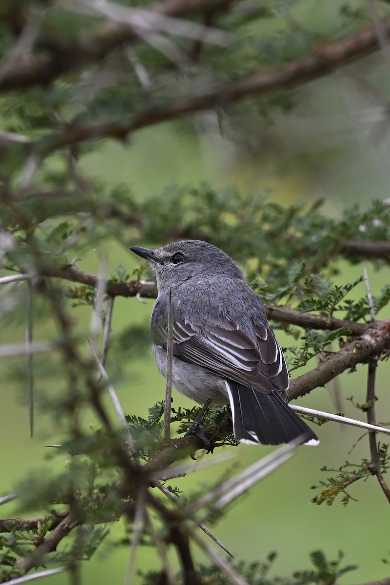 Gray Tit-Flycatcher - ML644979717