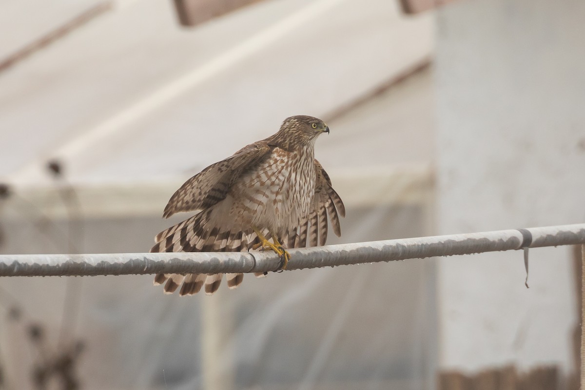 Gavilán de Cooper - ML644979732