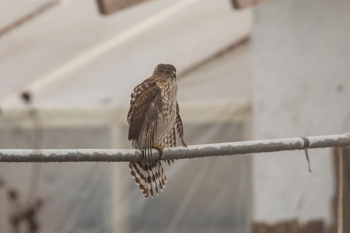 Gavilán de Cooper - ML644979734