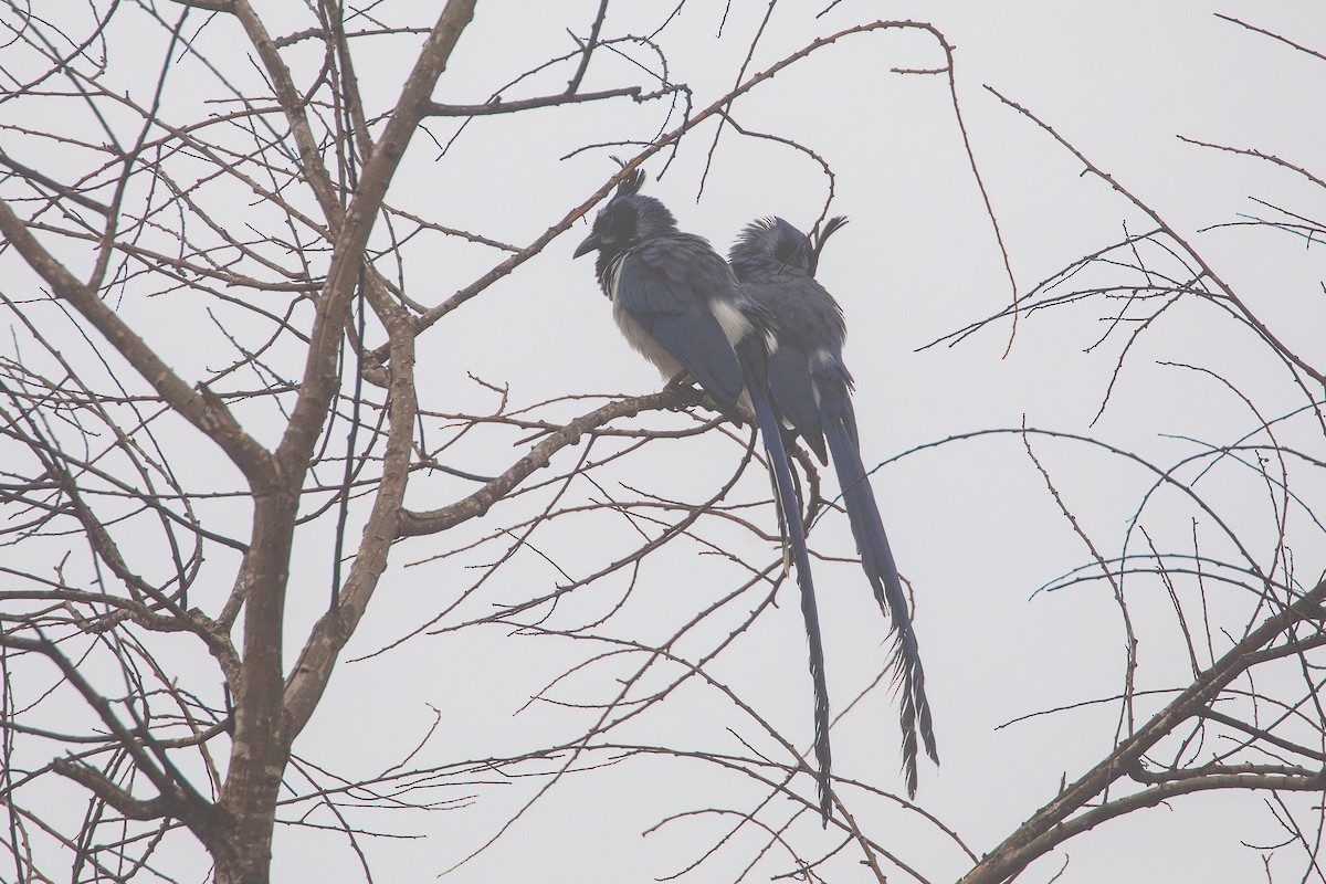 Urraca Hermosa Carinegra - ML644979739