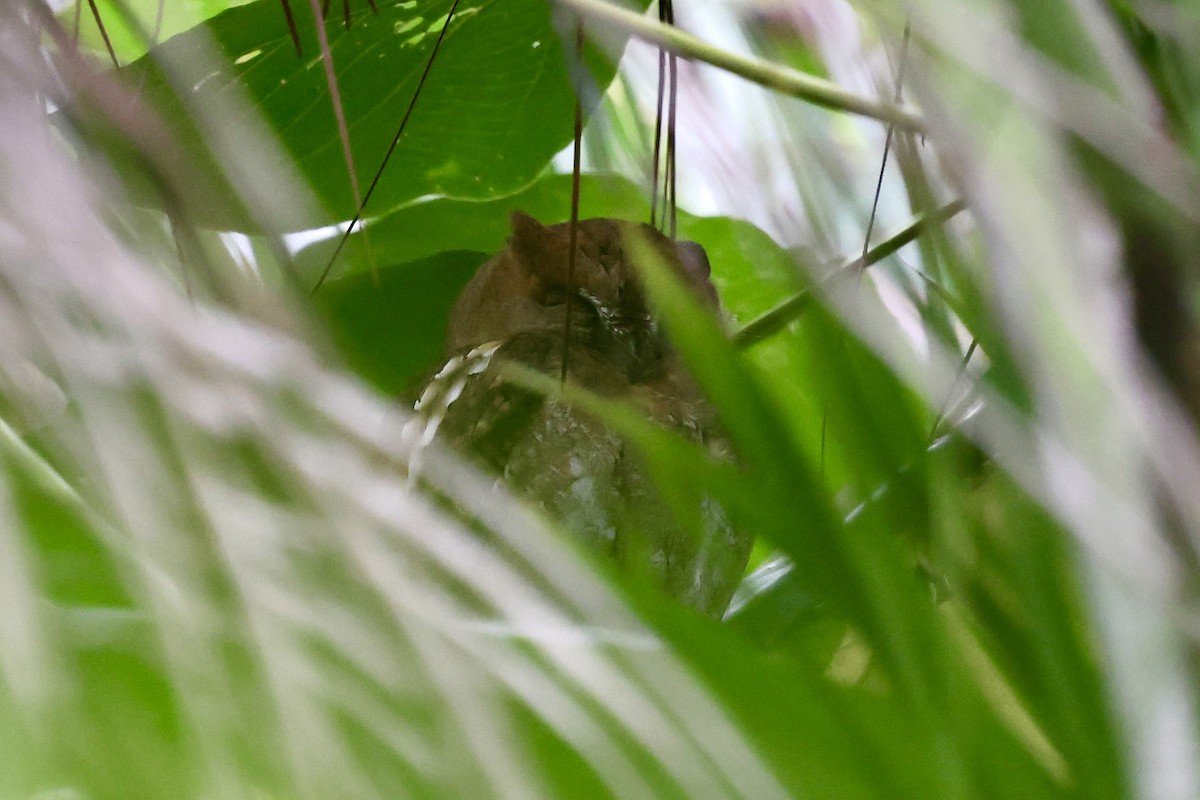 Oriental Scops-Owl - ML644979753