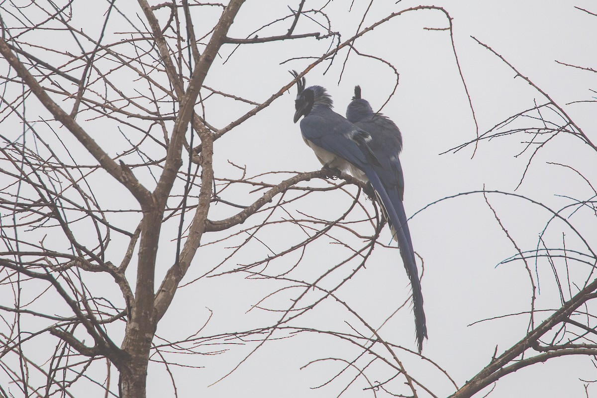 Urraca Hermosa Carinegra - ML644979754