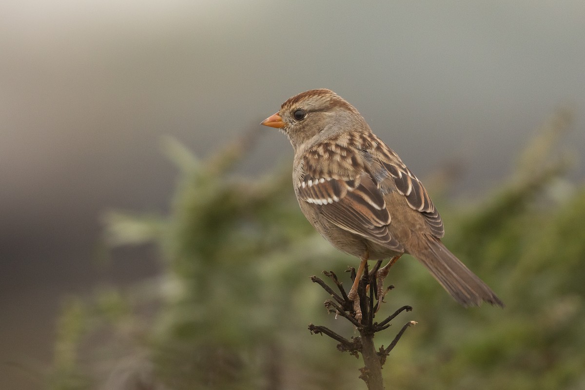 Chingolo Coroniblanco - ML644979759