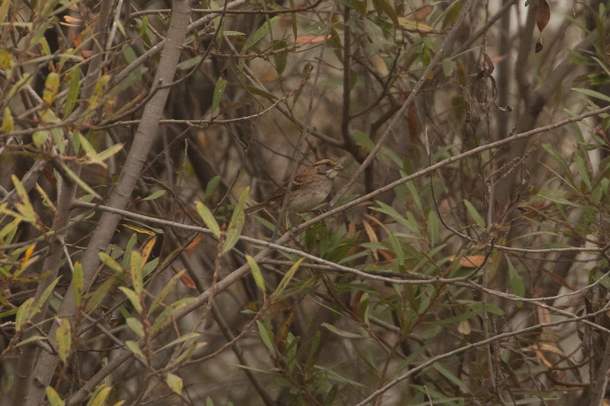 Chingolo Gorjiblanco - ML644979762