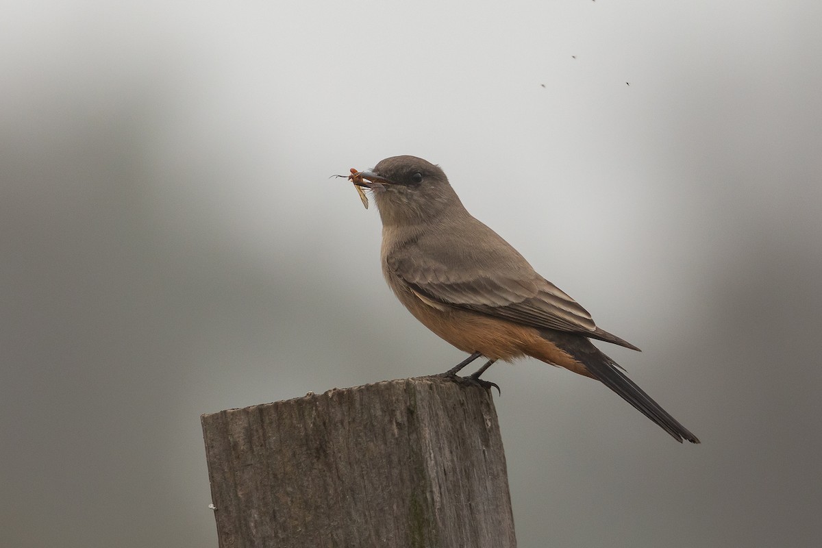 Mosquero Llanero - ML644979771