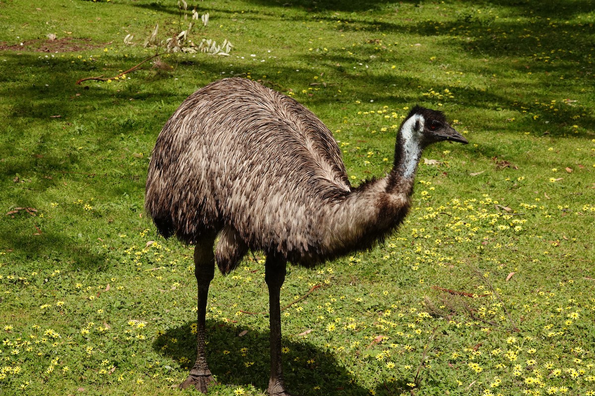 Emu - ML644979775