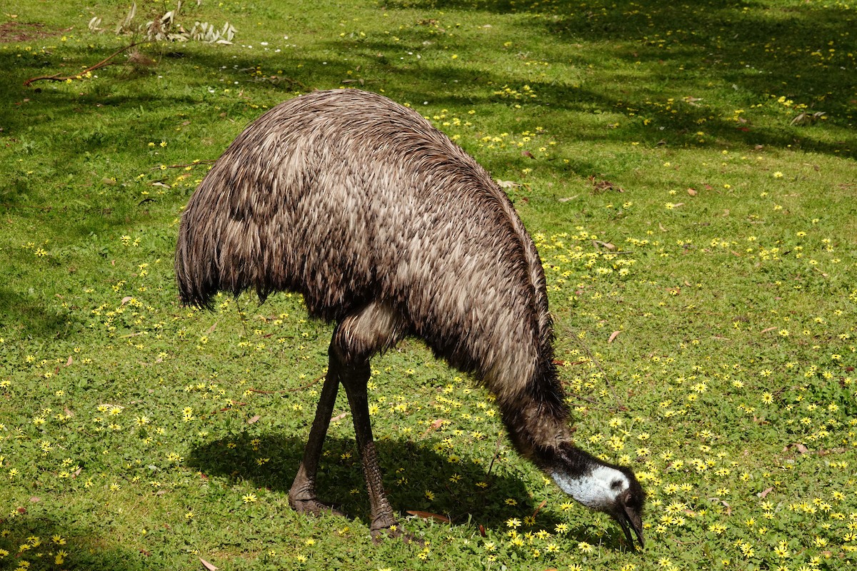 Emu - ML644979776