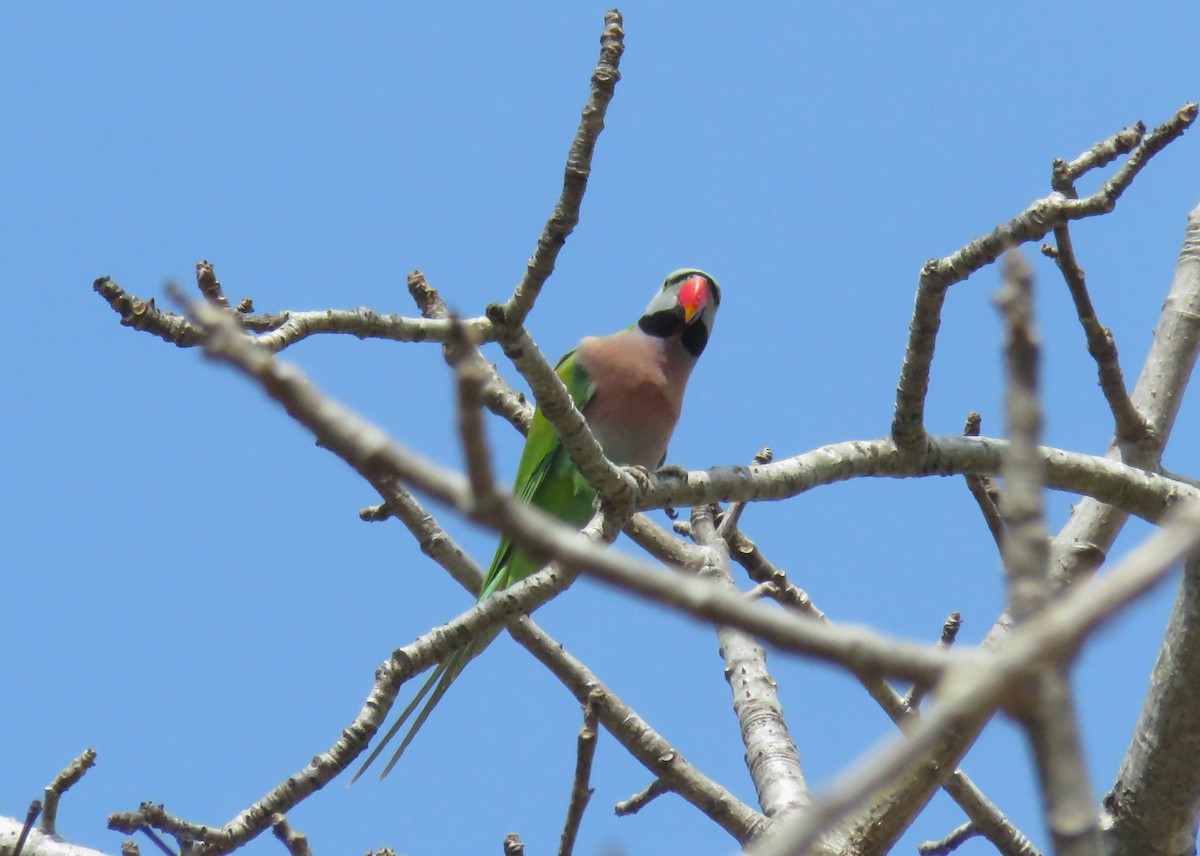 Red-breasted Parakeet - ML644979779