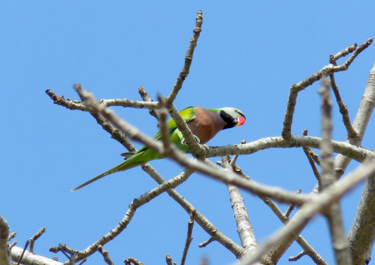 Red-breasted Parakeet - ML644979781