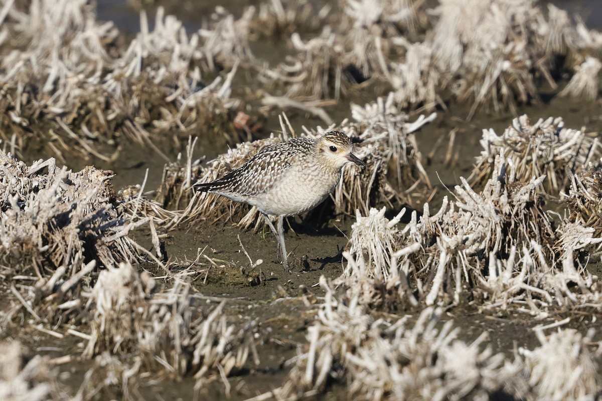 Pacific Golden-Plover - ML644979786
