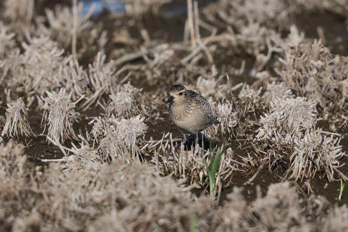 Pacific Golden-Plover - ML644979787
