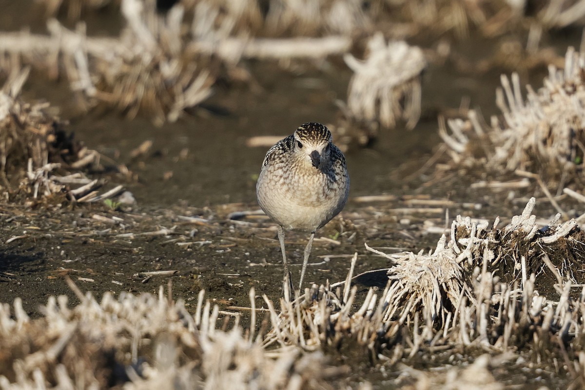 Pacific Golden-Plover - ML644979788