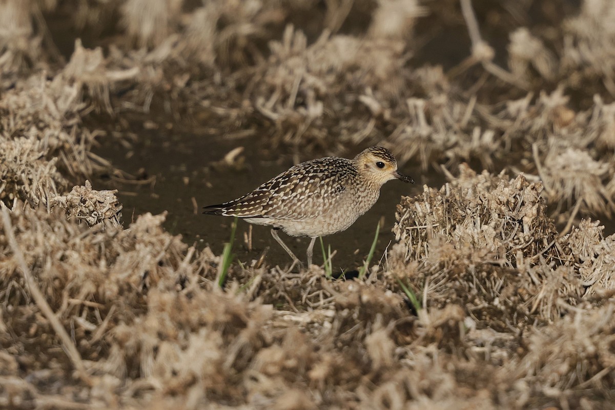 Pacific Golden-Plover - ML644979789
