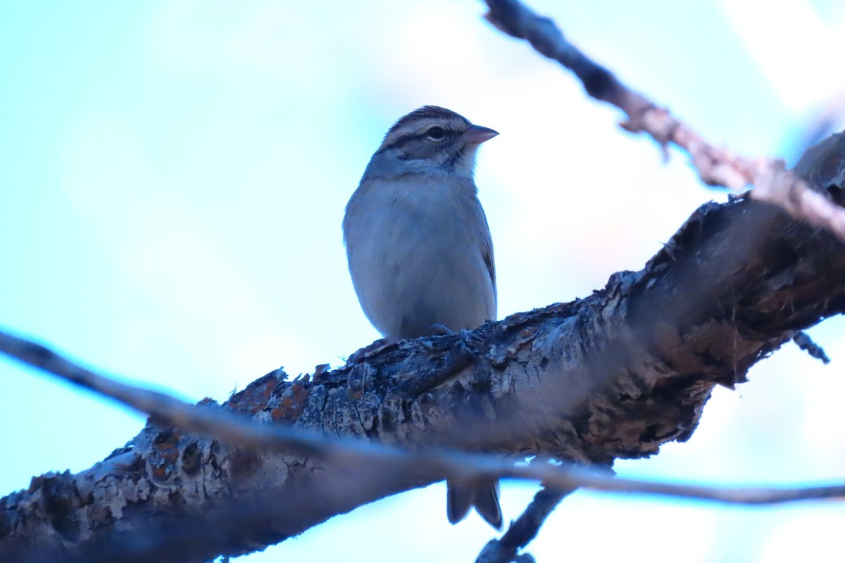 Chipping Sparrow - ML644979792