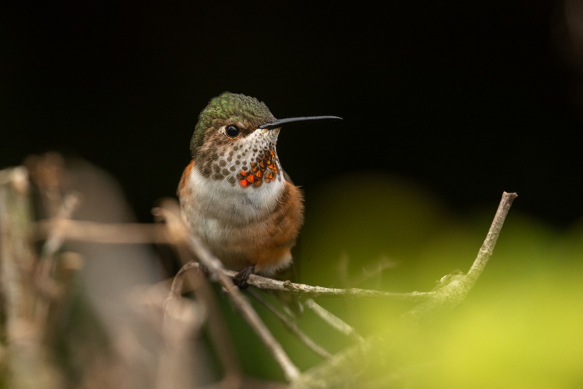 Colibrí de Allen - ML644979793