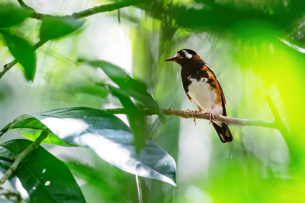 Chestnut-backed Thrush - ML644979795