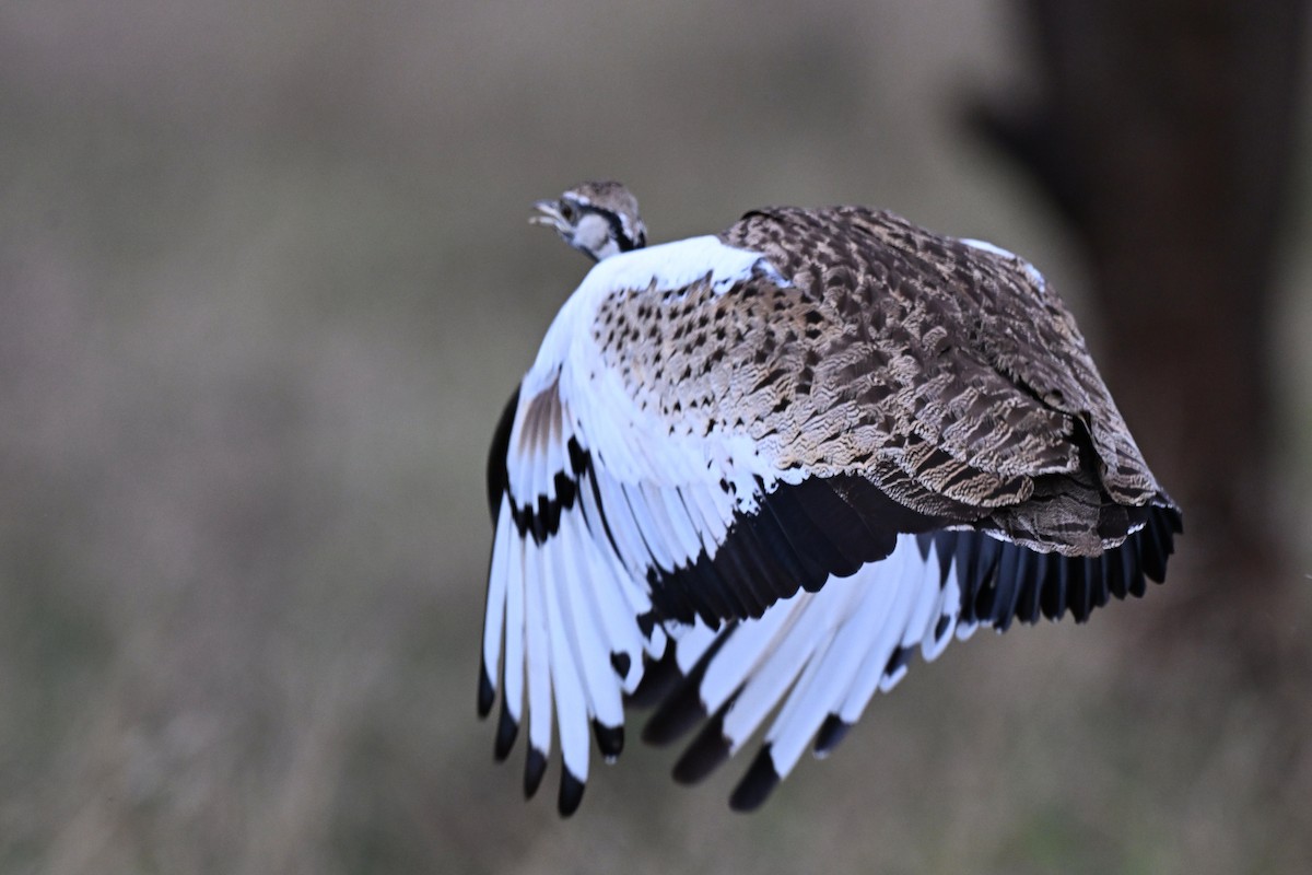 Black-bellied Bustard - ML644979797