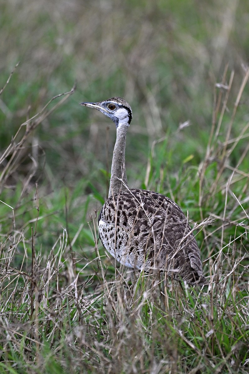 Black-bellied Bustard - ML644979798