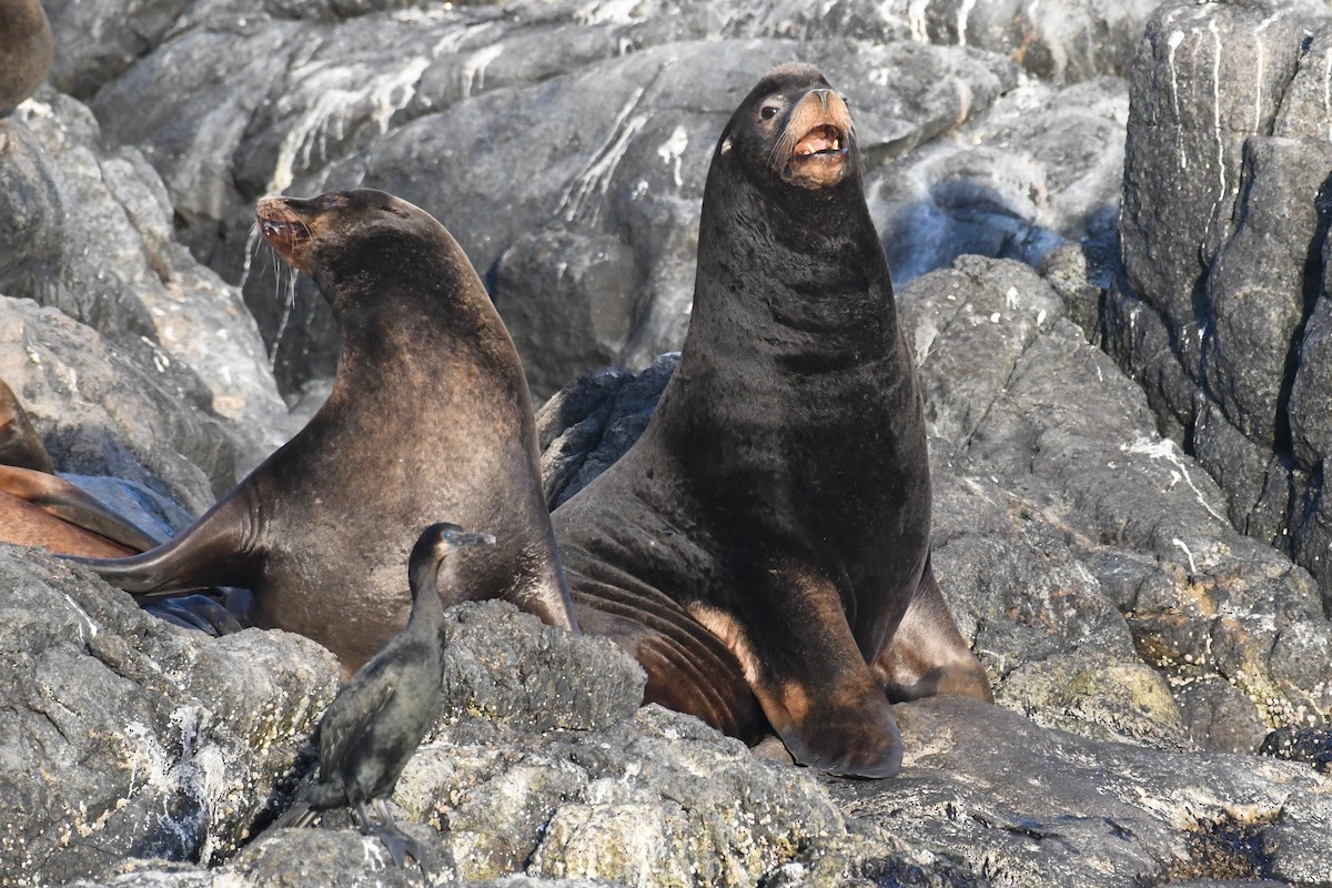 California Sea Lion - ML644979808