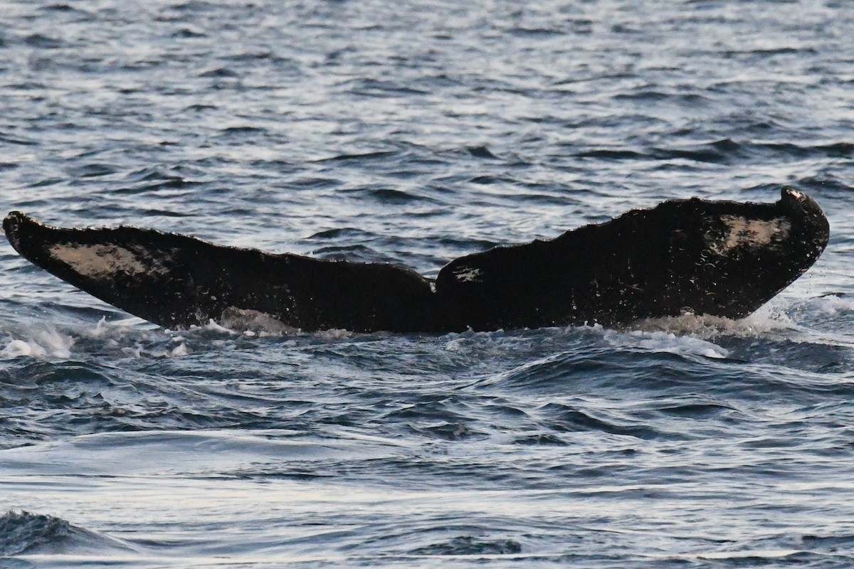 Humpback Whale - ML644979809