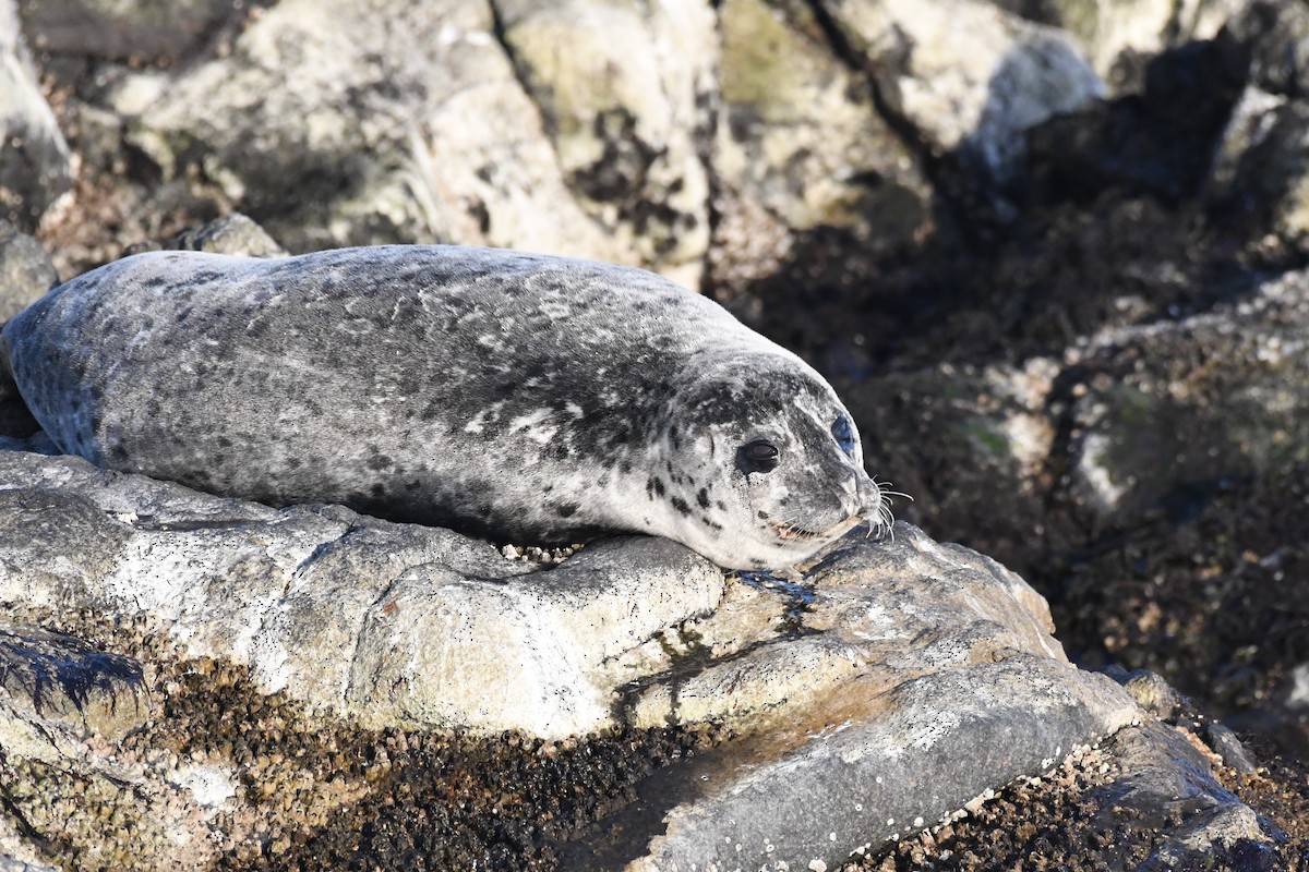 Harbor Seal - ML644979810