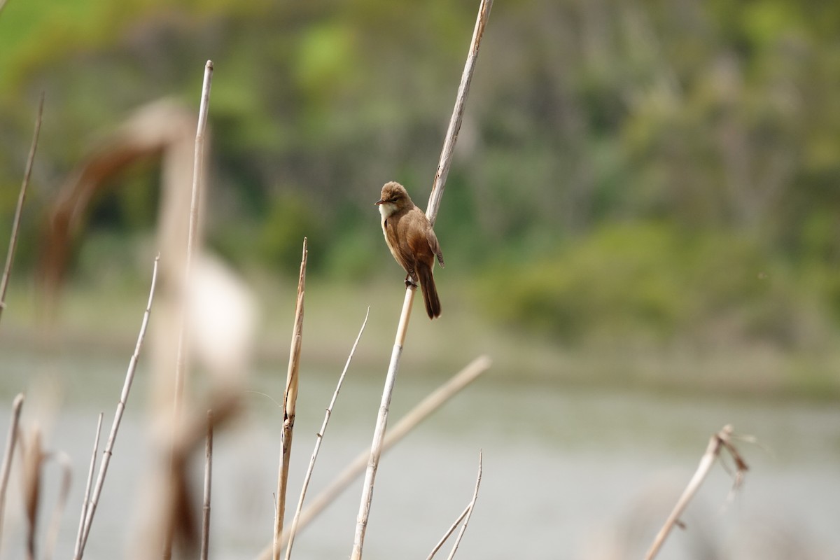 オーストラリアヨシキリ - ML644979814