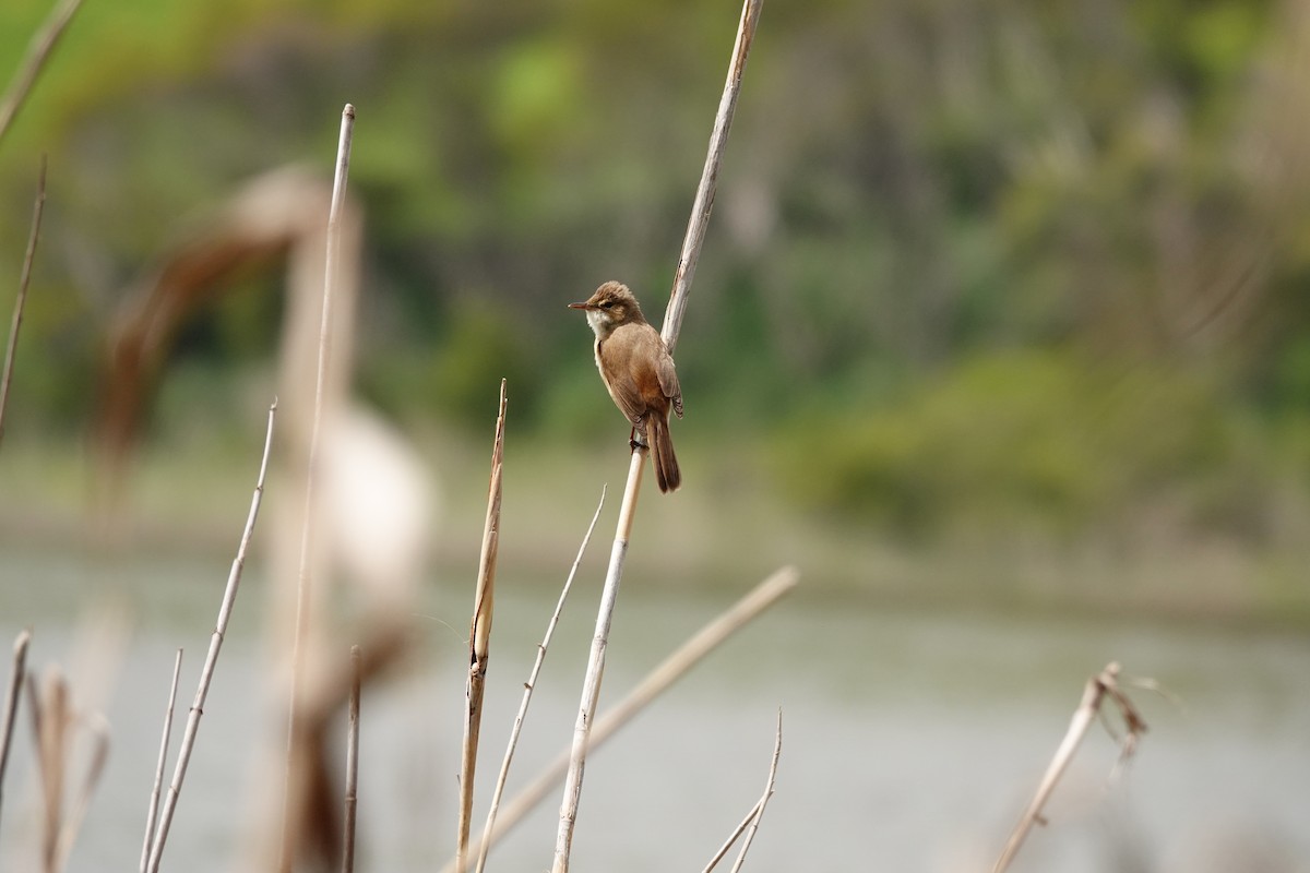 オーストラリアヨシキリ - ML644979815
